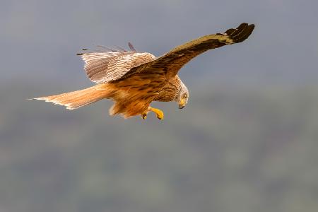 Red Kite