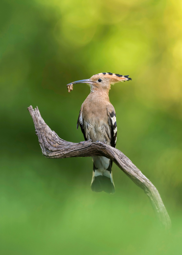 Hoopoe von Eddy Helsen