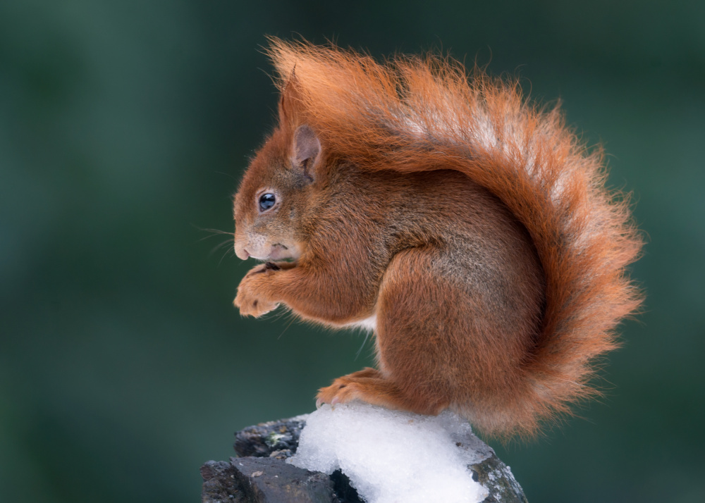 Winter Squirrel von Eddy Helsen