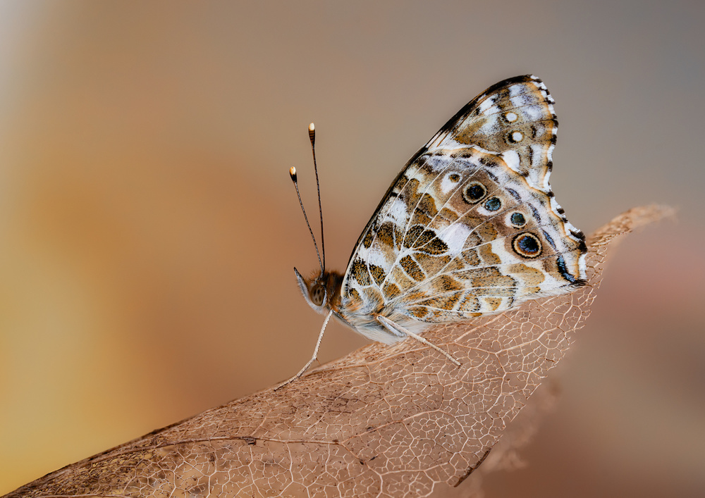 Painted lady in the morning light von EDGAR RADERMACHER