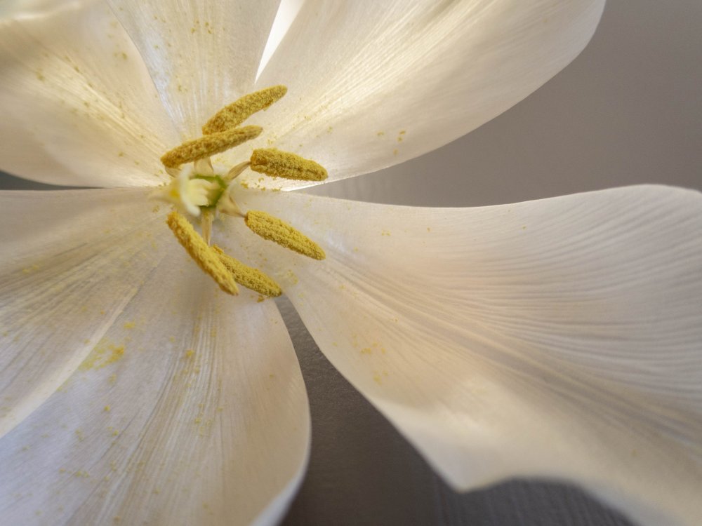 White tulip von Edita Brus