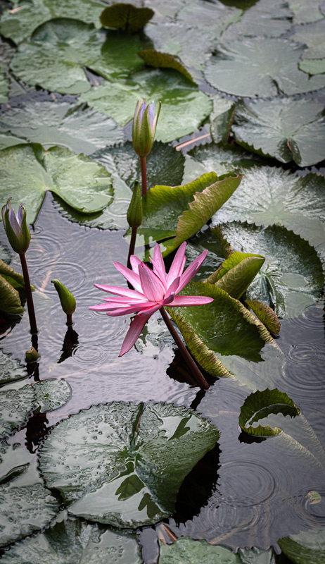 Seerose im Regen von Edith Nero