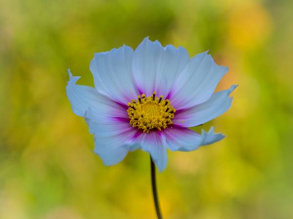 Faszination Cosmos von Edith Nero