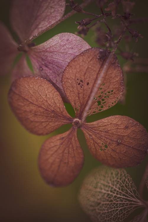 Hydrangea von Edith Nero