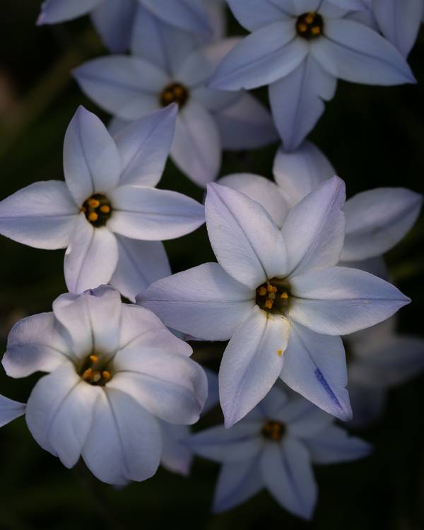 Ipheion uniflorum von Edith Nero