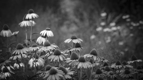 Sonnenhutblüten  von Edith Nero