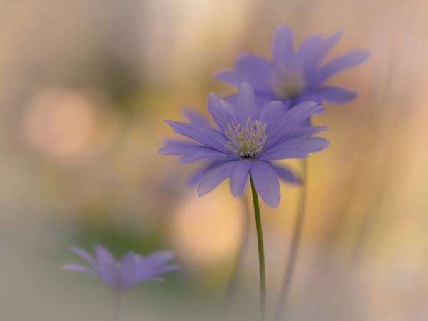 Strahlenanemonen in violett von Edith Nero