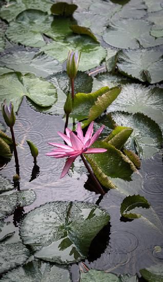 Seerose im Regen