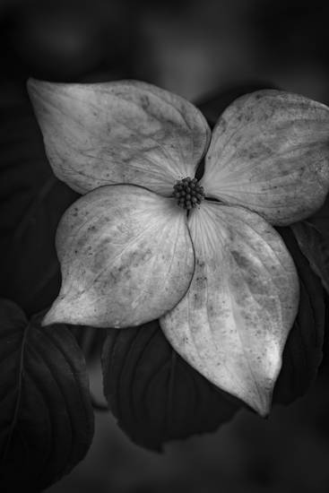 Hartriegelblüte in Schwarz-weiss