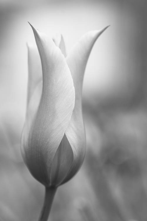 Tulpenblüte von Edith Nero