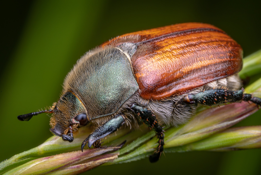 The chafer von Eduard Andrica