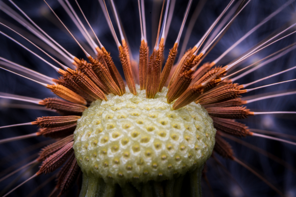 Inside dandelion von Eduard Andrica