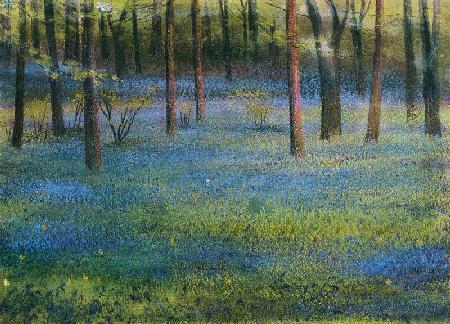 Bluebell Wood