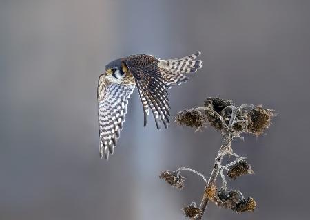 American Kestrel 012623