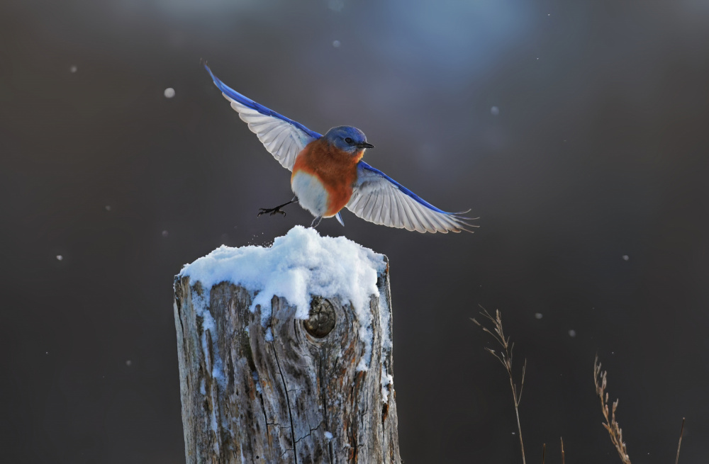 Eastern Blue Bird-7 von Edwin Luo