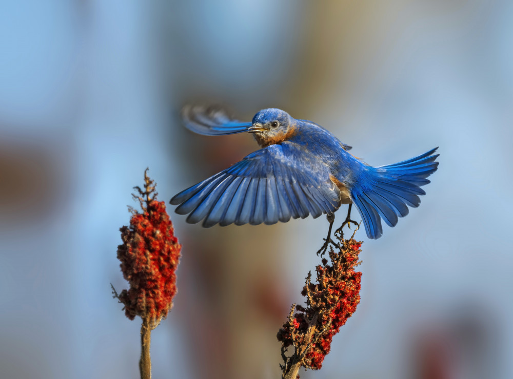 Eastern Bluebird-1 von Edwin Luo