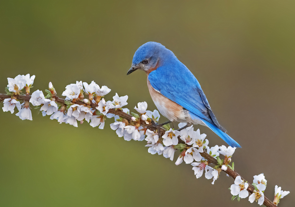 Eastern Bluebird-4 von Edwin Luo