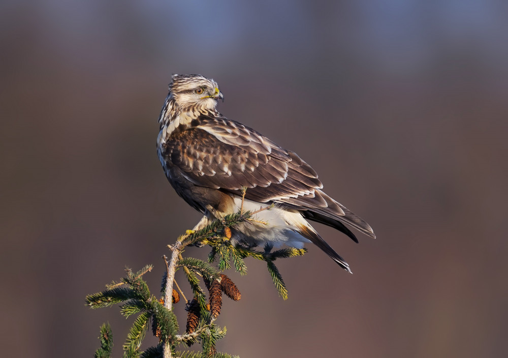 Rough-legged Hawk-2 von Edwin Luo