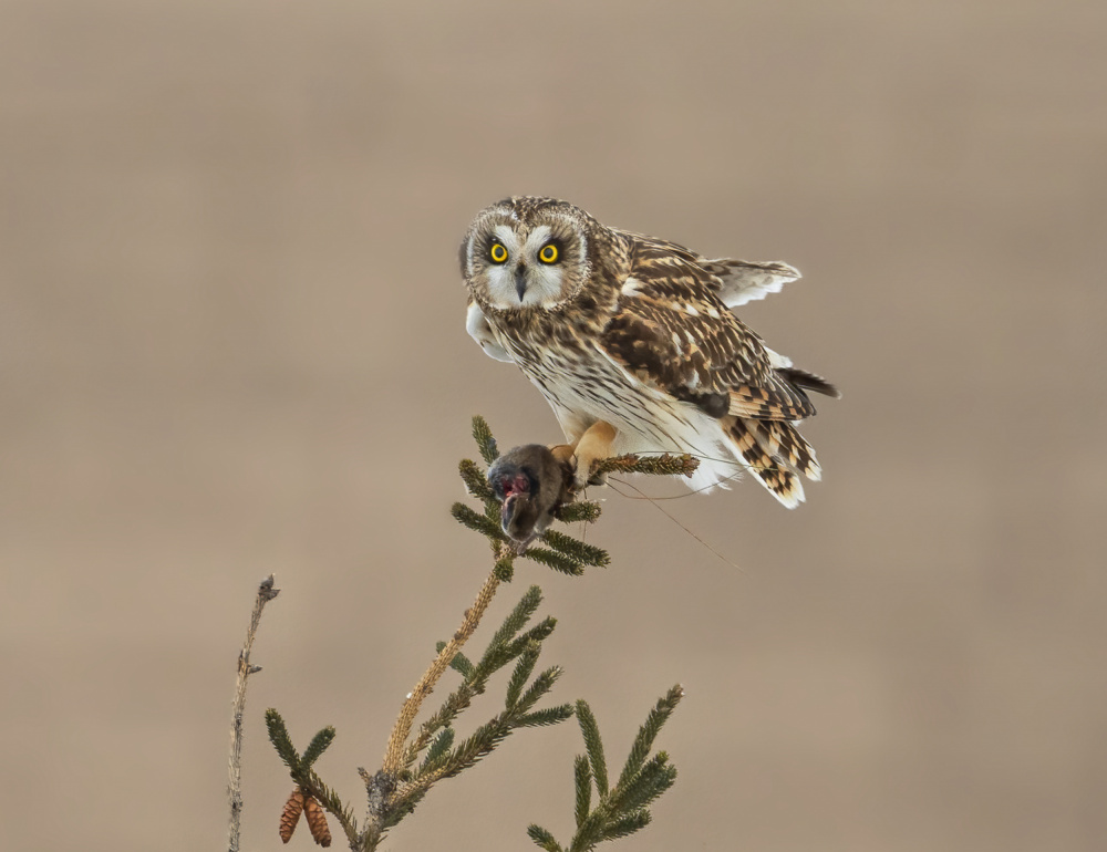 Short-eared Owl-2 von Edwin Luo