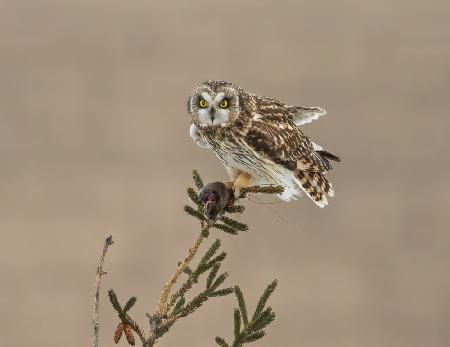 Short-eared Owl-2