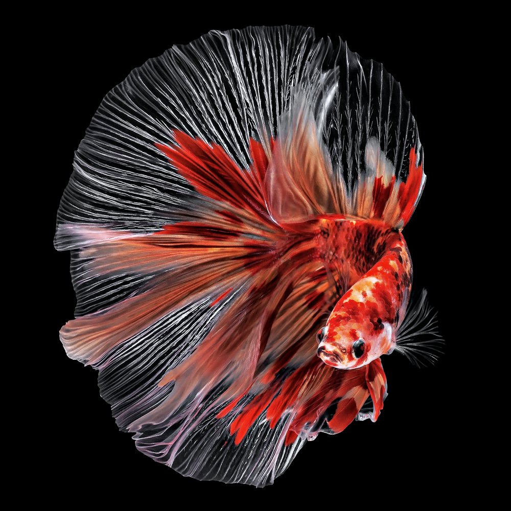 Betta Fish von Edy Pamungkas