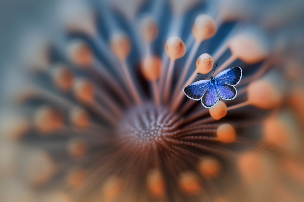 Blue Butterfly von Edy Pamungkas