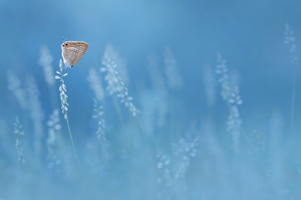 Blues von Edy Pamungkas