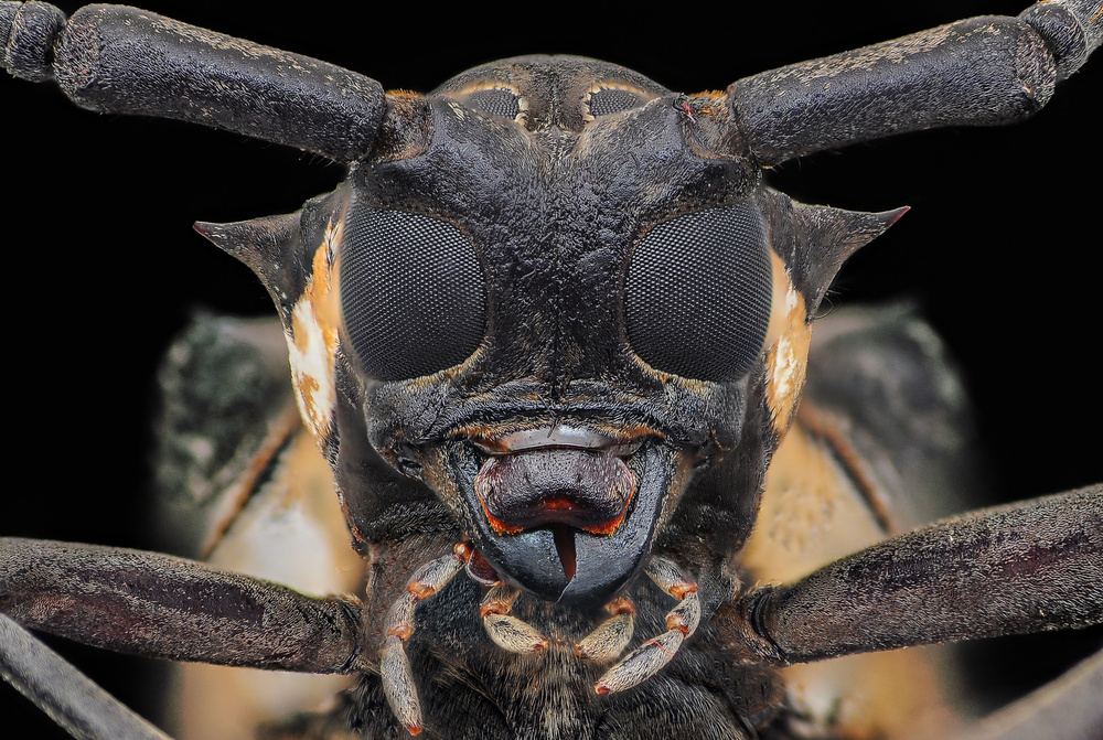 Longhorn Beetle von Edy Pamungkas