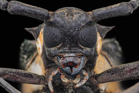 Longhorn Beetle