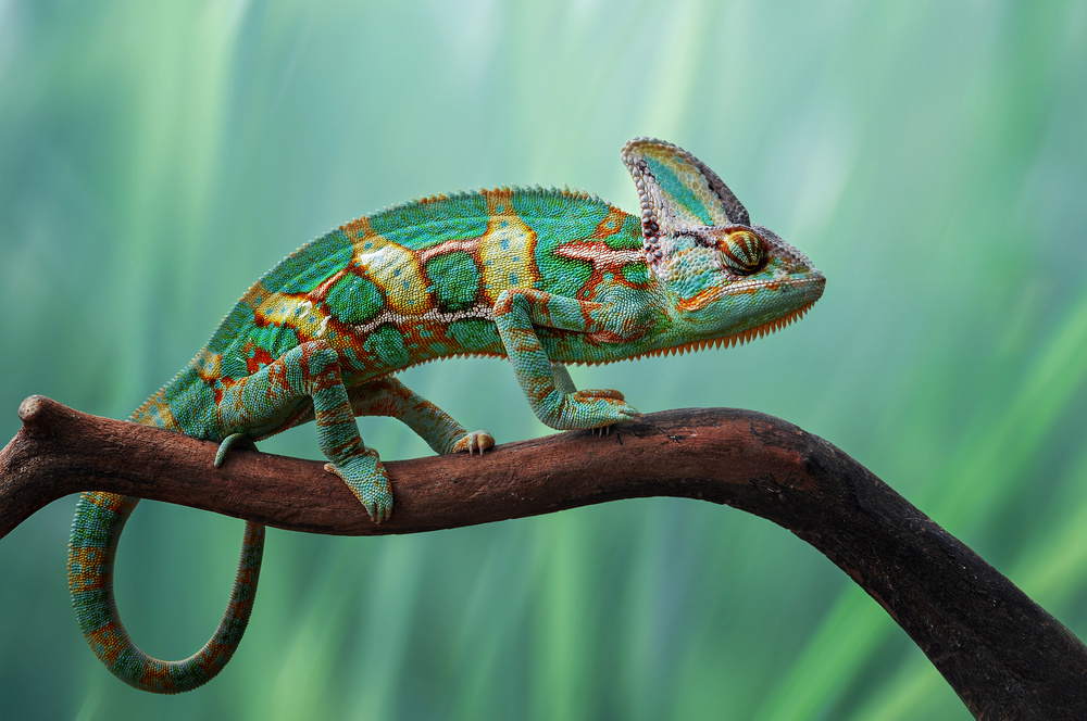 Chameleon von Edy Pamungkas