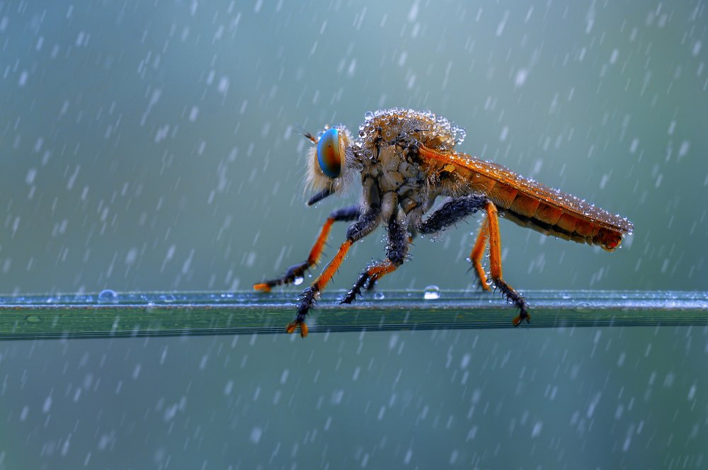 The Rain von Edy Pamungkas