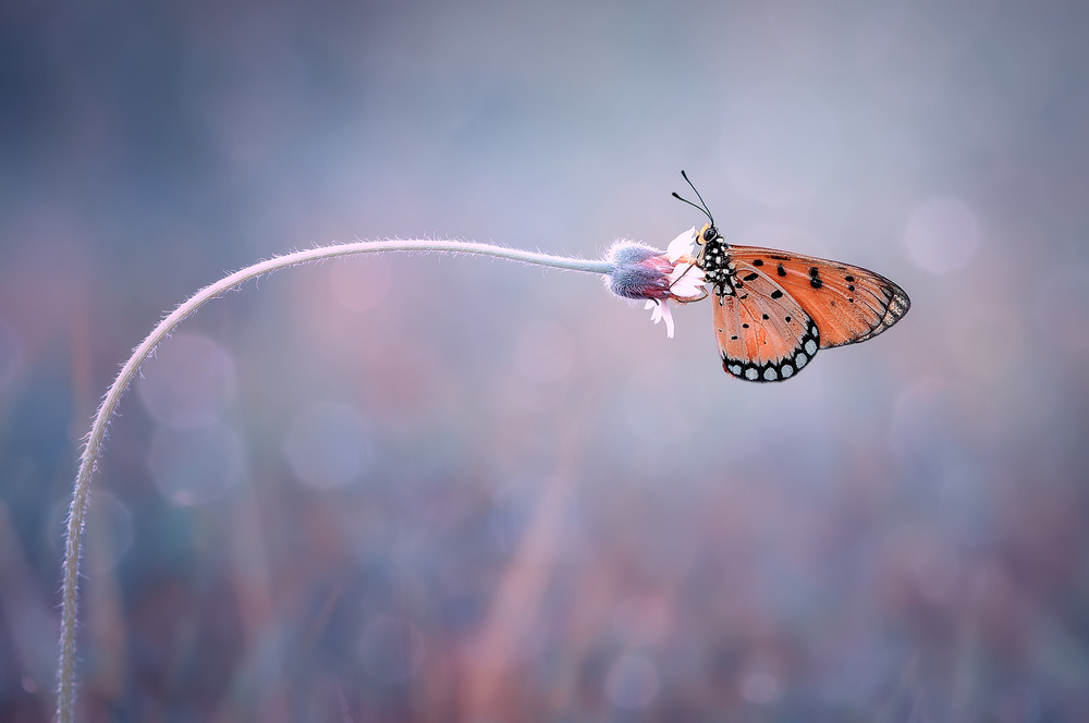 Lonely von Edy Pamungkas