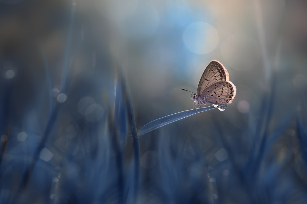 Lonely Butterfly von Edy Pamungkas