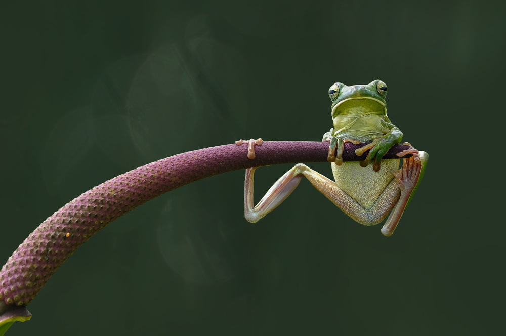 Relax von Edy Pamungkas