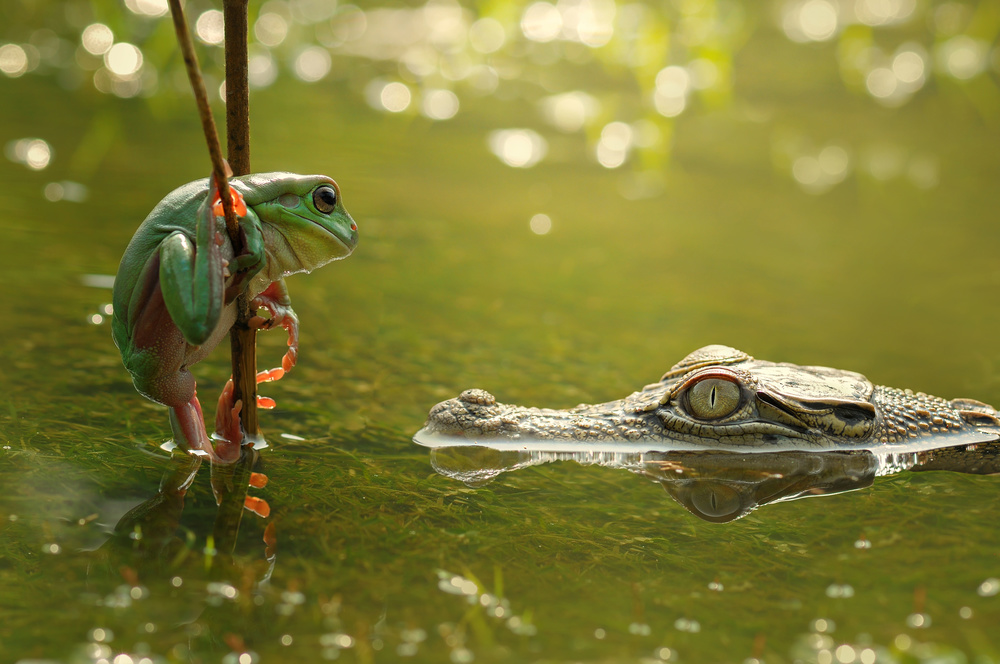 Frog and Crocodile von Edy Pamungkas