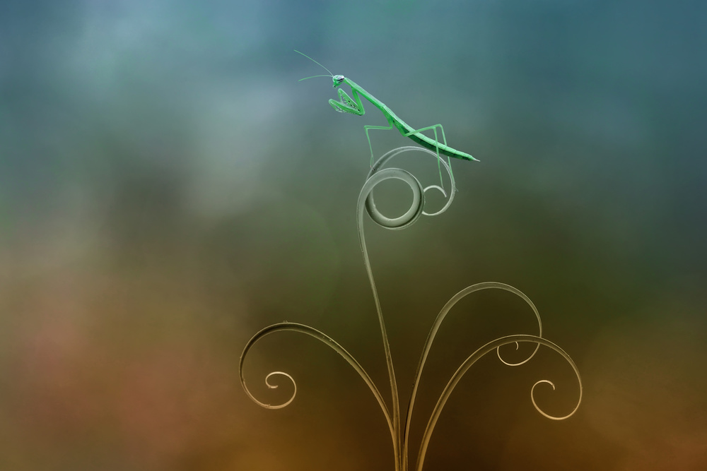 Praying Mantis von Edy Pamungkas