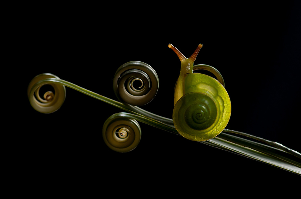 Green Snail von Edy Pamungkas