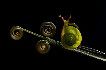 Green Snail