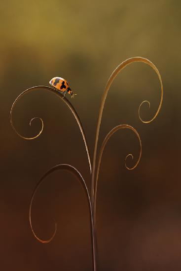 Ladybug