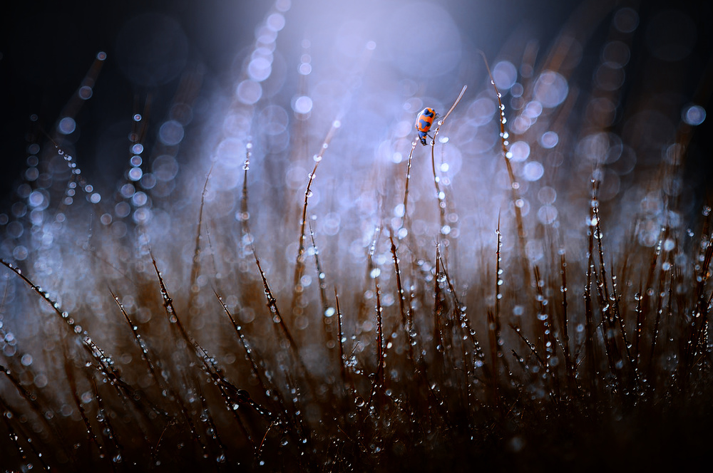 Ladybug and Dew von Edy Pamungkas