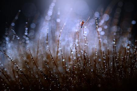 Ladybug and Dew