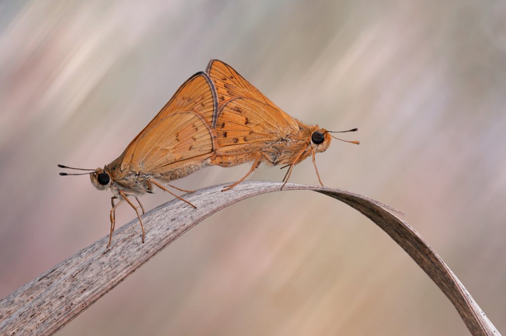 Mating von Edy Pamungkas