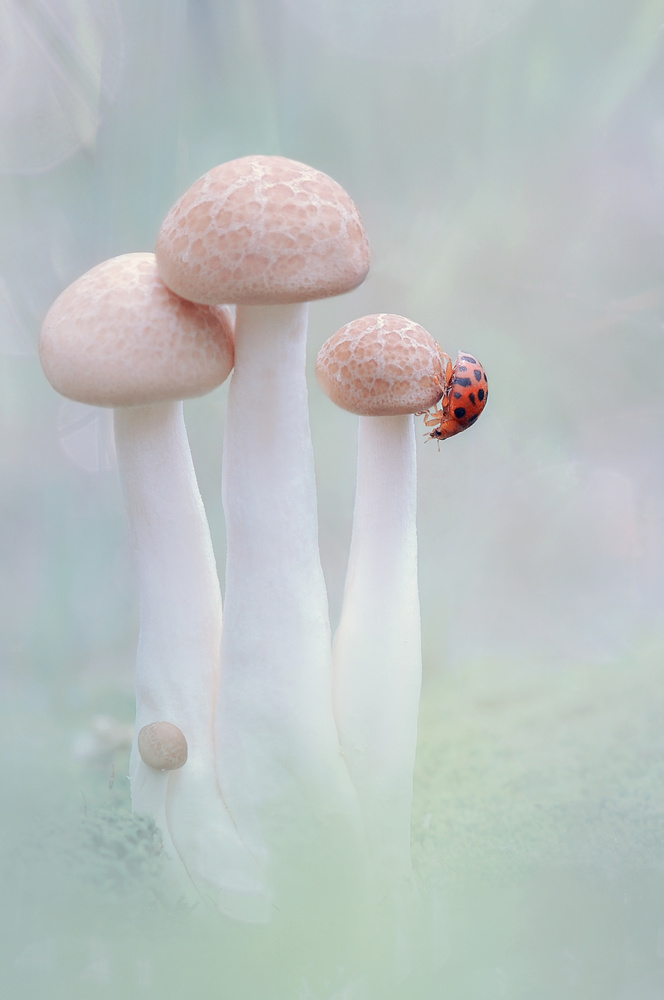 mushrooms and ladybug von Edy Pamungkas