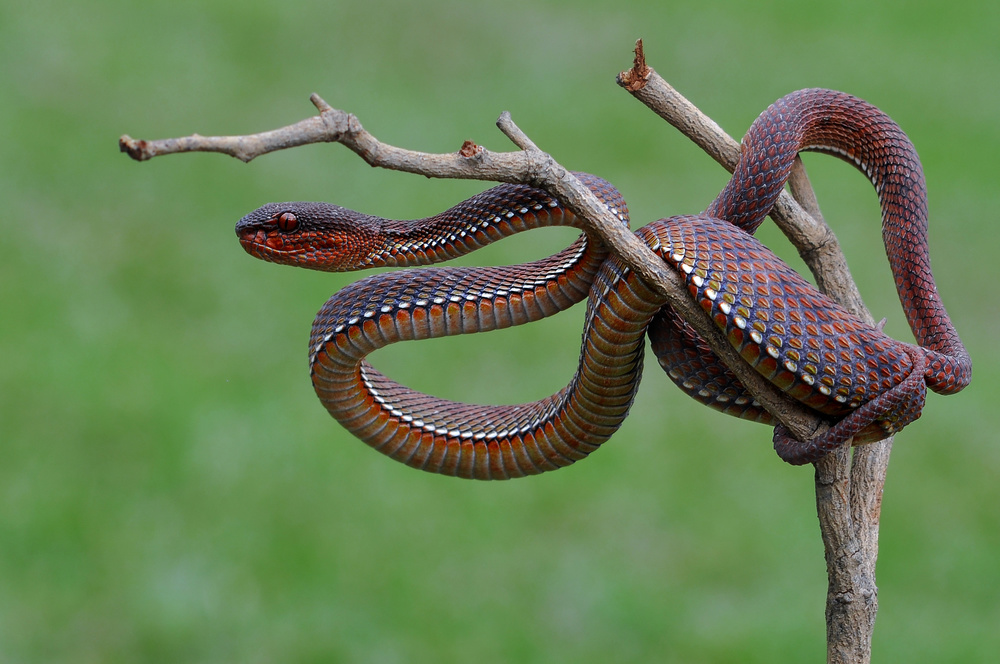 Red Viper von Edy Pamungkas