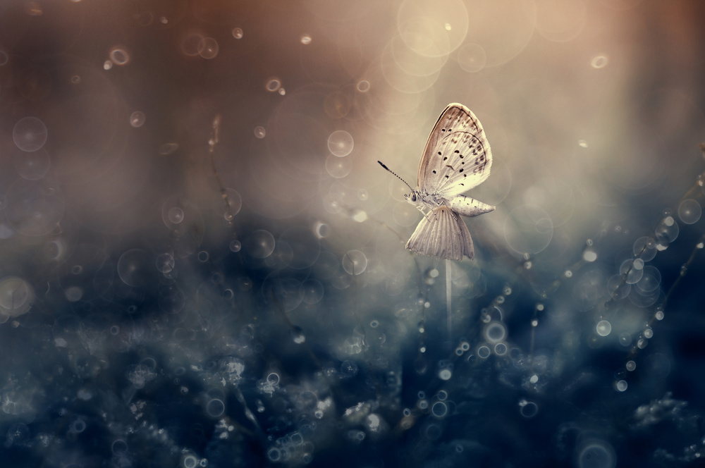 Butterfly on the Mushroom von Edy Pamungkas