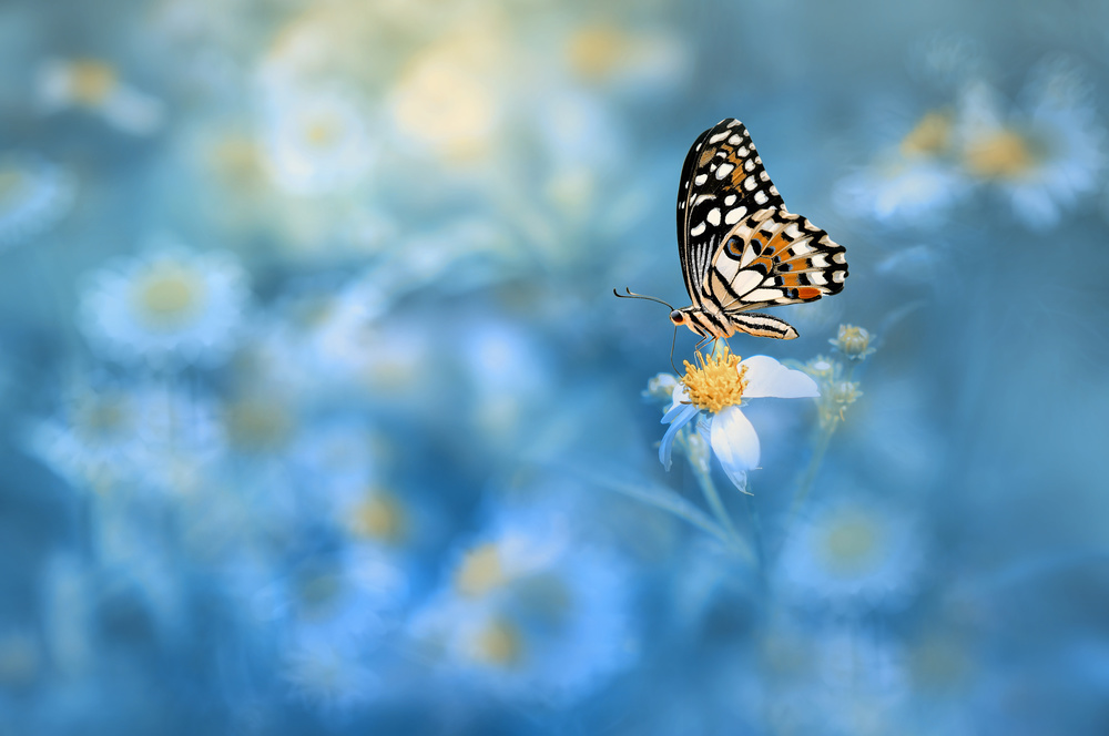 Butterfly on the flower von Edy Pamungkas