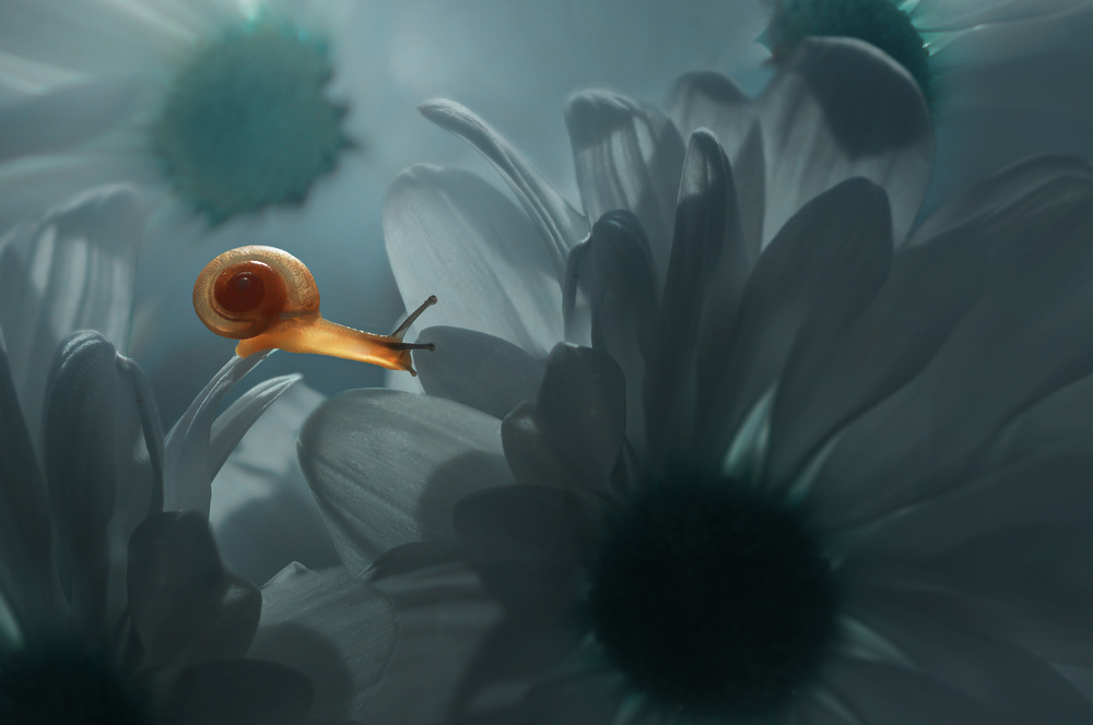 Snail With Flowers von Edy Pamungkas