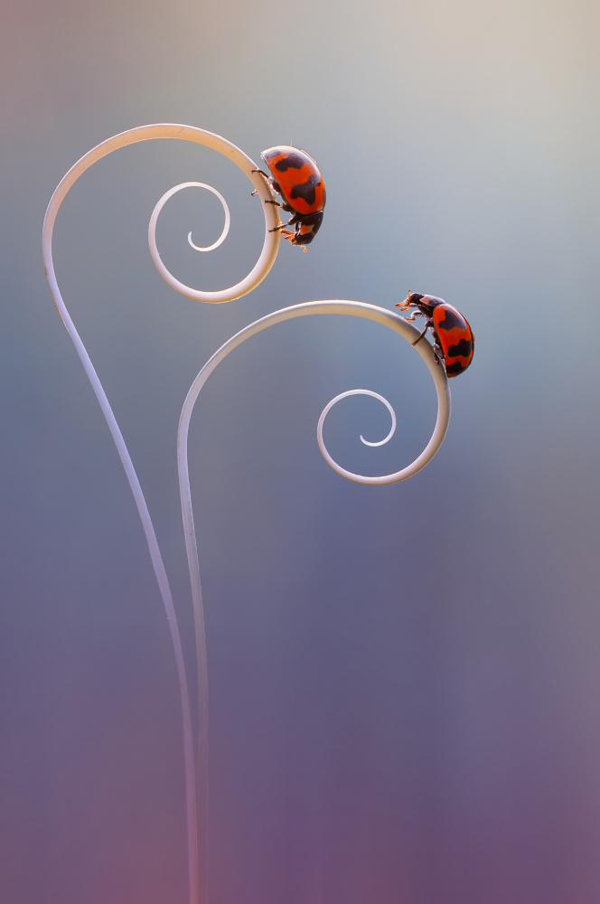 Beautiful Two Ladybug von Edy Pamungkas