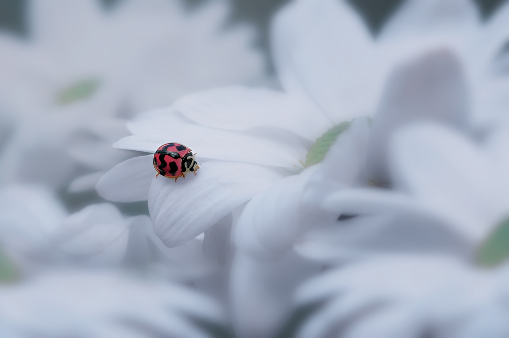 Beautiful Ladybug von Edy Pamungkas