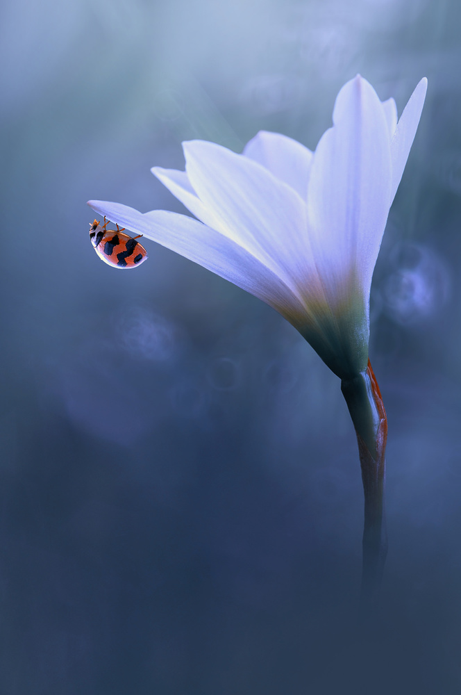 Beautiful Ladybug von Edy Pamungkas